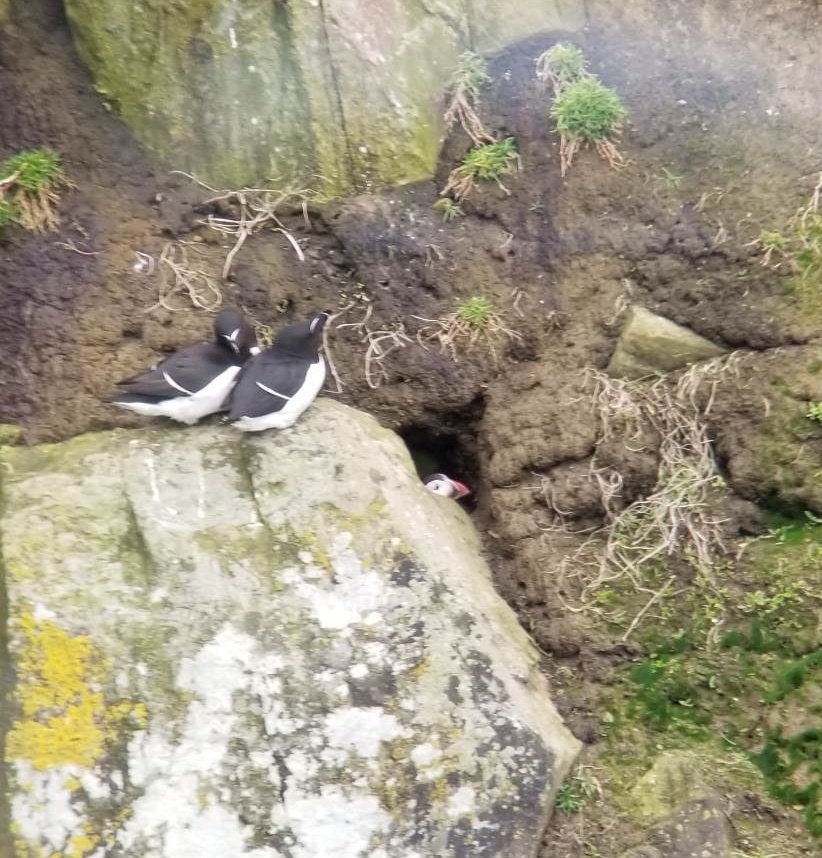 InDaHood95's tweet photo. My husband went to @RSPBSouthStack without me and saw puffins! Typical 🙄😂 Please excuse the long-distance scope photos, but they're too cute not to share.

@RSPBCymru #ynysmon #ynyscybi https://t.co/Ez27uZDqpA