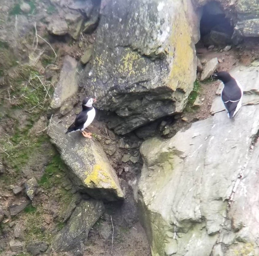 InDaHood95's tweet photo. My husband went to @RSPBSouthStack without me and saw puffins! Typical 🙄😂 Please excuse the long-distance scope photos, but they're too cute not to share.

@RSPBCymru #ynysmon #ynyscybi https://t.co/Ez27uZDqpA