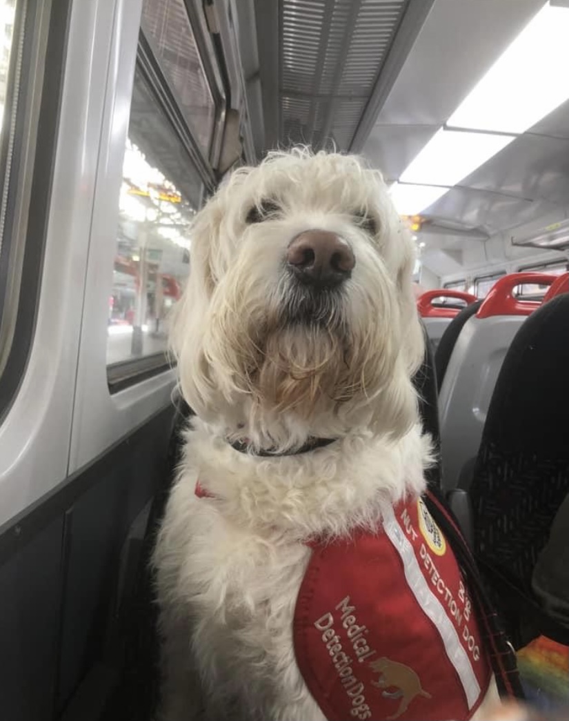 MedDetectDogs's tweet photo. Nut detection dog, Digby, enables his client, Seren, to go places she never thought possible due to the tiniest trace of peanuts being life-threatening to her.

Digby enters wherever she is going a bit ahead of time and screens the area for nut traces. 

https://t.co/1CBlWg6YZ9 https://t.co/oCyoQ8AQ20