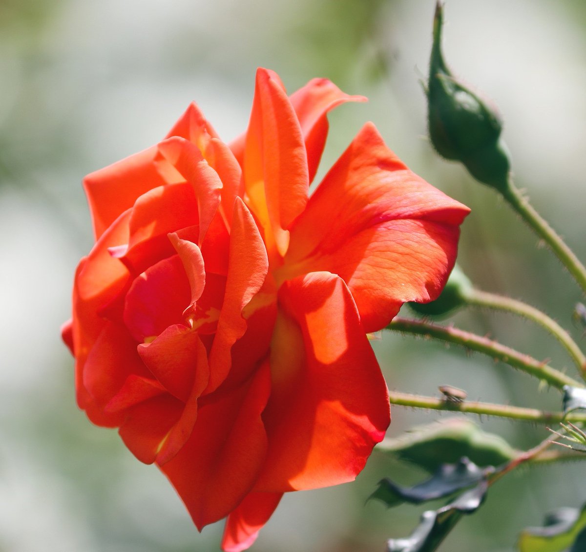 BrahmaKumarisUS's tweet image. Beauty of my Soul: My anger with someone actually means I am angry with myself. Anger spoils the beauty of the soul, introversion regains it. #brahmakumarisus #angerspoilsbeauty #introversion