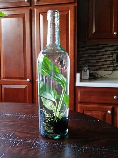 LohRichmond's tweet photo. Hey #BettaFish owners! Bottled water may seem like a convenient option, but it may not be the best choice for your fishy friend's health. Opt for filtered tap water or invest in a water conditioner for a healthier and happier fish! ๐๐ง #AquariumTips #PetCar https://t.co/f3it2DjxnZ