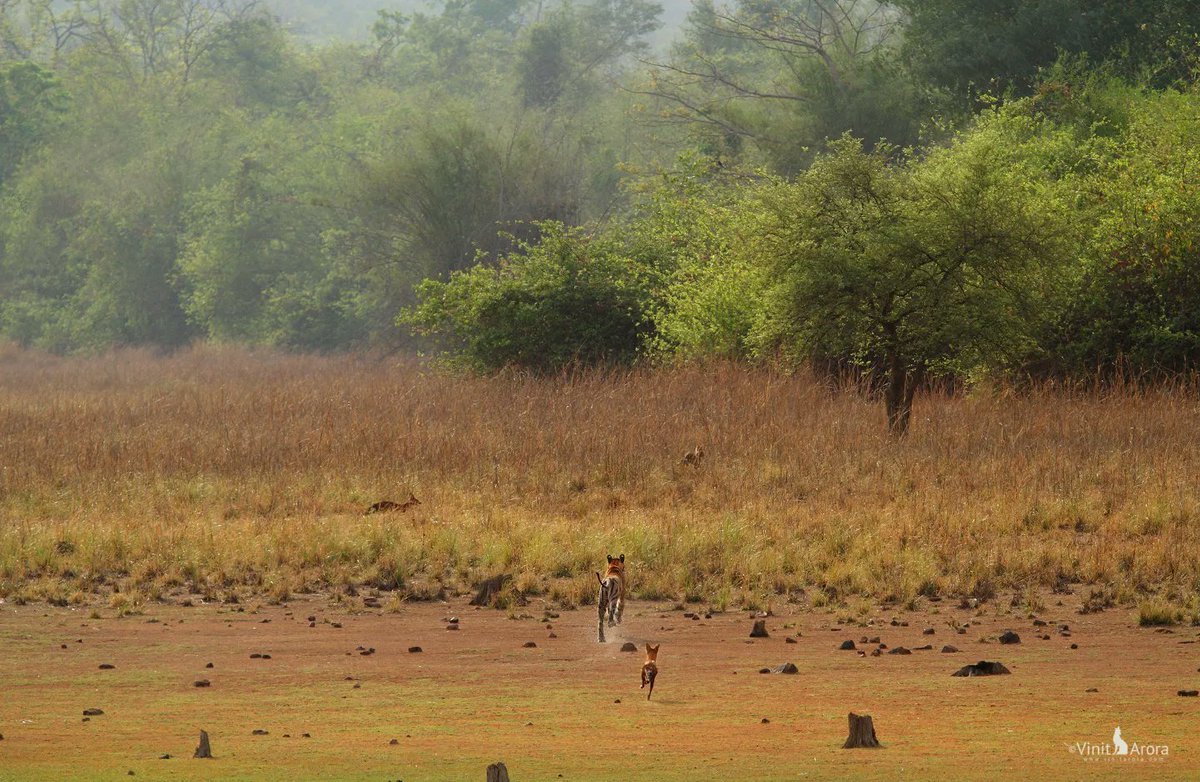 vinitarora_1's tweet photo. The Game is On
Full story in the comments section
#tadoba 
@WildlifeMag
#incredible #wildlife #inwild
#TwitterNatureCommunity #IndiAves #NaturePhotography  #wildcat #wildearth #animalTwitter #stripes #BBCWildlifePOTD #NatureBeauty #wildlifephotography #wild #tigerreserve #Tigers https://t.co/pZ8qjSmjtJ