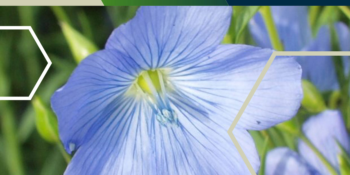 PremiumCrops's tweet photo. Catch up on the latest from our monitor farms – see how Winter Linseed and HEAR grow as the season progresses! https://t.co/v2za4sSwW4
#winterlinseed #farmupdates #farmingupdates https://t.co/8FjlfSVlA2