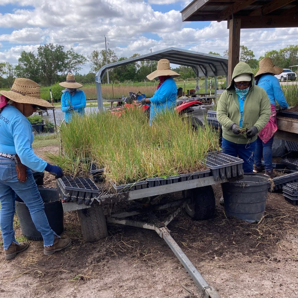 Our nursery crew is carefully splitting smooth cordgrass from 50cc to 72cc size to be used on an upcoming project in Kings Bay, GA.