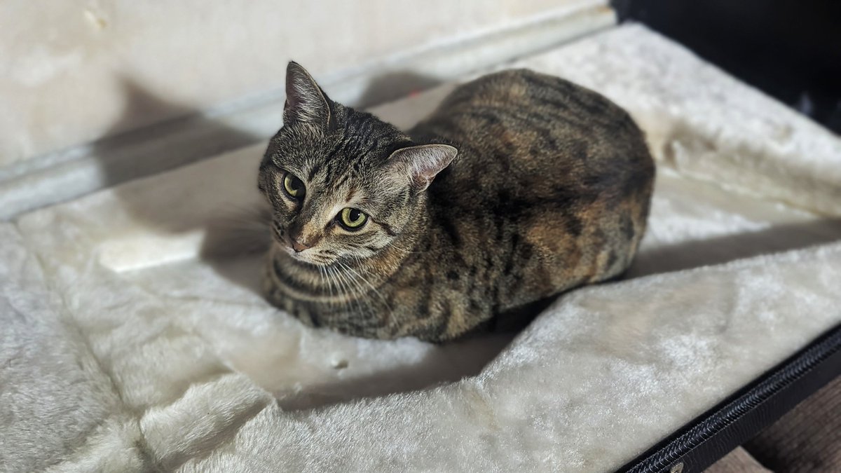 Recognizer tweet media