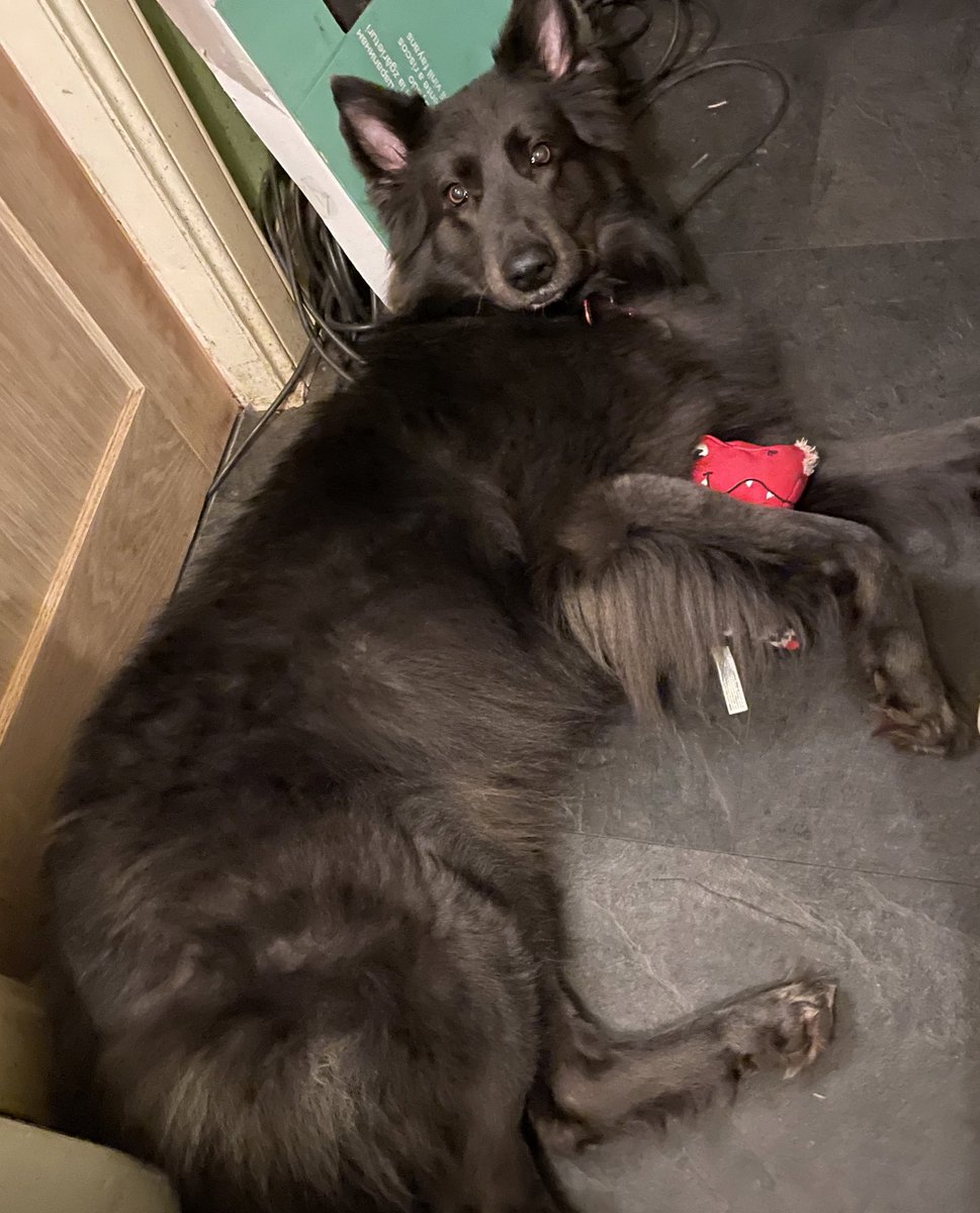 Lou Cromie (@louc_inclusion) on Twitter photo April is National Stress Month & Nation Pet Month in the UK? Stress can affect anybody in many different ways (<a href="/aircadets/">RAF Air Cadets</a> have <a href="/RAFAC_MHealth/">RAFAC Mental Health</a> available for support!) but I think sharing our pet pics will always bring a smile! Here a my two! <a href="/ComdtAC/">Commandant RAF Air Cadets</a> <a href="/SESCOTWING/">South East Scotland Wing</a> @SNIRAFACMedia April is National Stress Month & Nation Pet Month in the UK? Stress can affect anybody in many different ways (<a href="/aircadets/">RAF Air Cadets</a> have <a href="/RAFAC_MHealth/">RAFAC Mental Health</a> available for support!) but I think sharing our pet pics will always bring a smile! Here a my two! <a href="/ComdtAC/">Commandant RAF Air Cadets</a> <a href="/SESCOTWING/">South East Scotland Wing</a> @SNIRAFACMedia