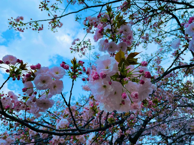 桜の季節もあっという間にきて、もぅだいぶ桜も散ってきちゃってて、月日の早さについていけない、、、😵‍💫あっ！最近たまごっ