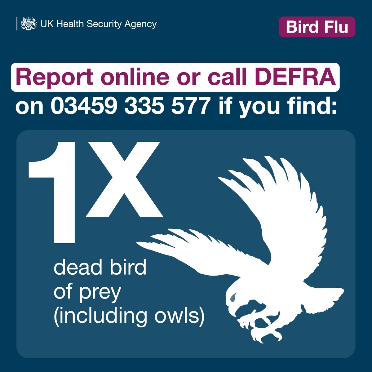 UKHSA's tweet photo. When out and about, make sure to not touch any sick or dead wild birds you may come across. 

If you do spot anything, call @DefraGovUK on 03459 335 577 or report online: https://t.co/Dv3JNpO6QZ
#AvianFlu https://t.co/ps6Z80zzD0