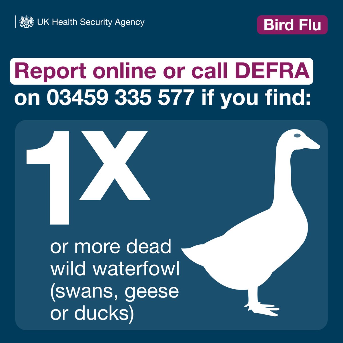 UKHSA's tweet photo. When out and about, make sure to not touch any sick or dead wild birds you may come across. 

If you do spot anything, call @DefraGovUK on 03459 335 577 or report online: https://t.co/Dv3JNpO6QZ
#AvianFlu https://t.co/ps6Z80zzD0