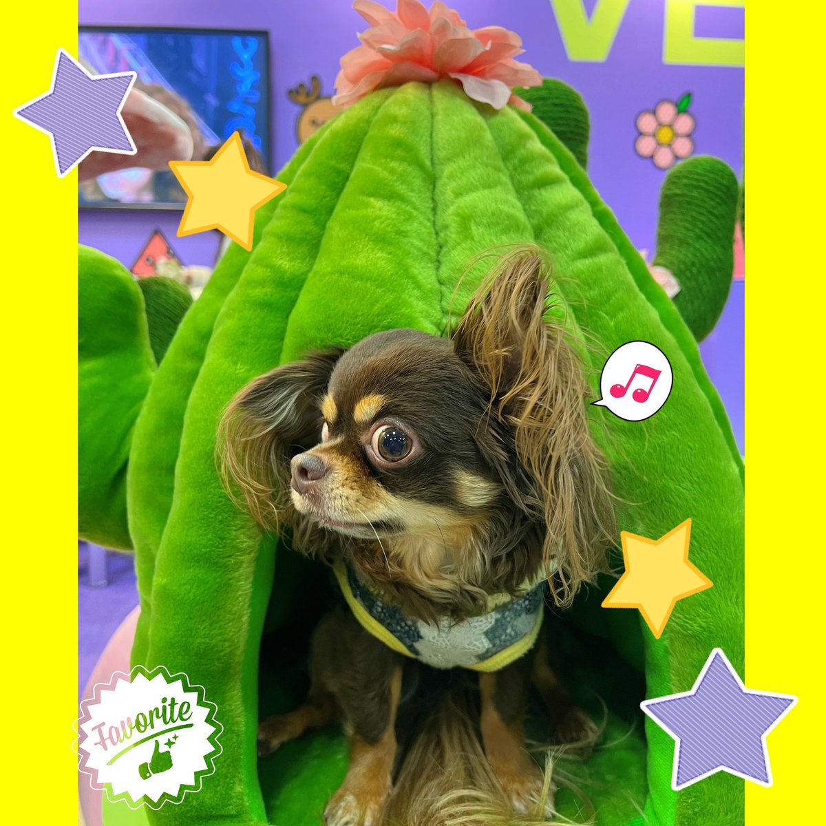 Chrome05570219's tweet photo. #インターペット2023
#VETRESKA さん
可愛いペットベッドがいっぱいでした
クロムのお気に入りはサボテン🌵🌸 https://t.co/weHhyQNIiT