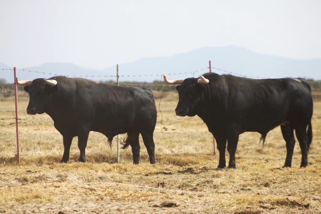 Zacatepec_toros's tweet image. "Aviador" y "Monje". Al cumplir los cuatro años se va haciendo cada día más notable su madurez; el desarrollo de los cuernos y de la "caja" corporal.