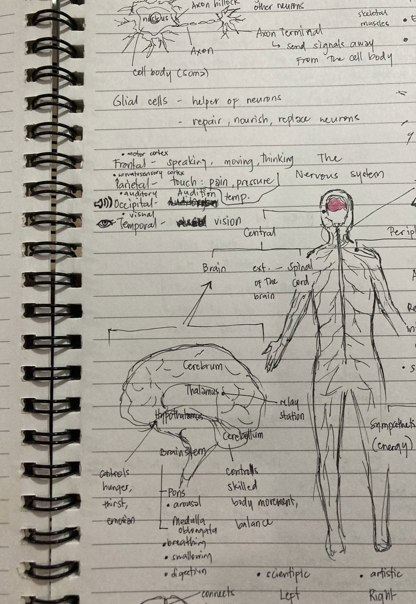Did you scribble lil doodles along with your messy notes during lectures or were you normal 