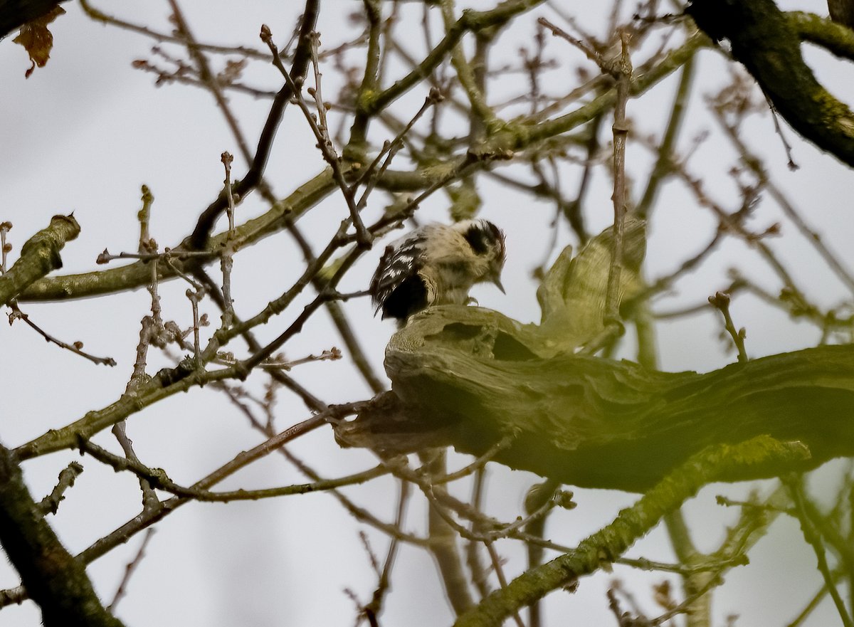 david alan bird on Twitter: "Lesser Spotted Woodpecker today RSPB