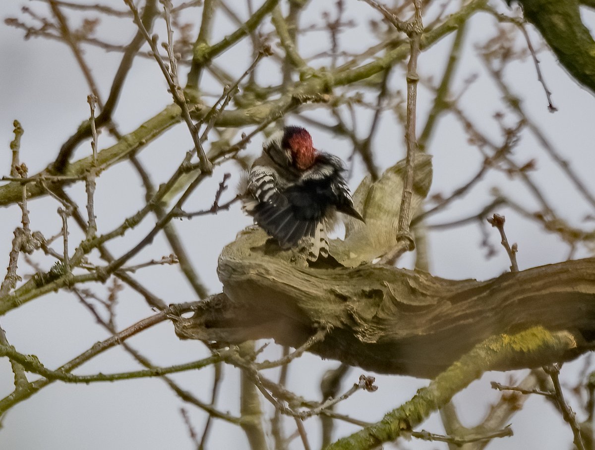 david alan bird on Twitter: "Lesser Spotted Woodpecker today RSPB