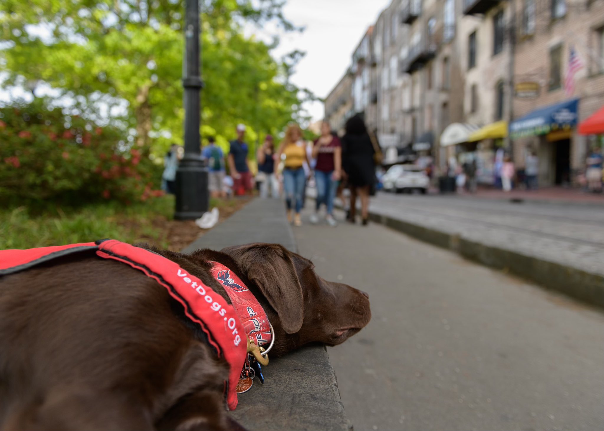 The Cutest Moments from Biscuit, the Caps' Service Puppy, in 2021