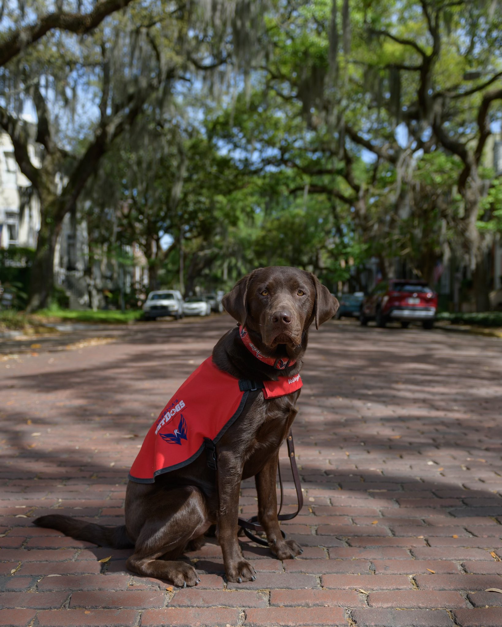 The Cutest Moments from Biscuit, the Caps' Service Puppy, in 2021