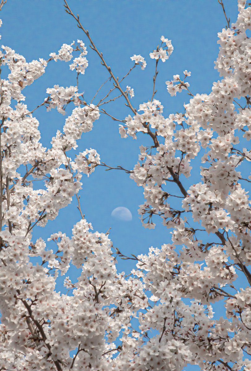 sky__wsp's tweet photo. 📍Seoul Grand Park / Seoul Forest

#Seoulgrandpark #seoulforest #Korea #Moon #cherryblossoms #nature #art #photography #서울대공원 #서울숲 #벚꽃 https://t.co/qiBwIx7LrD