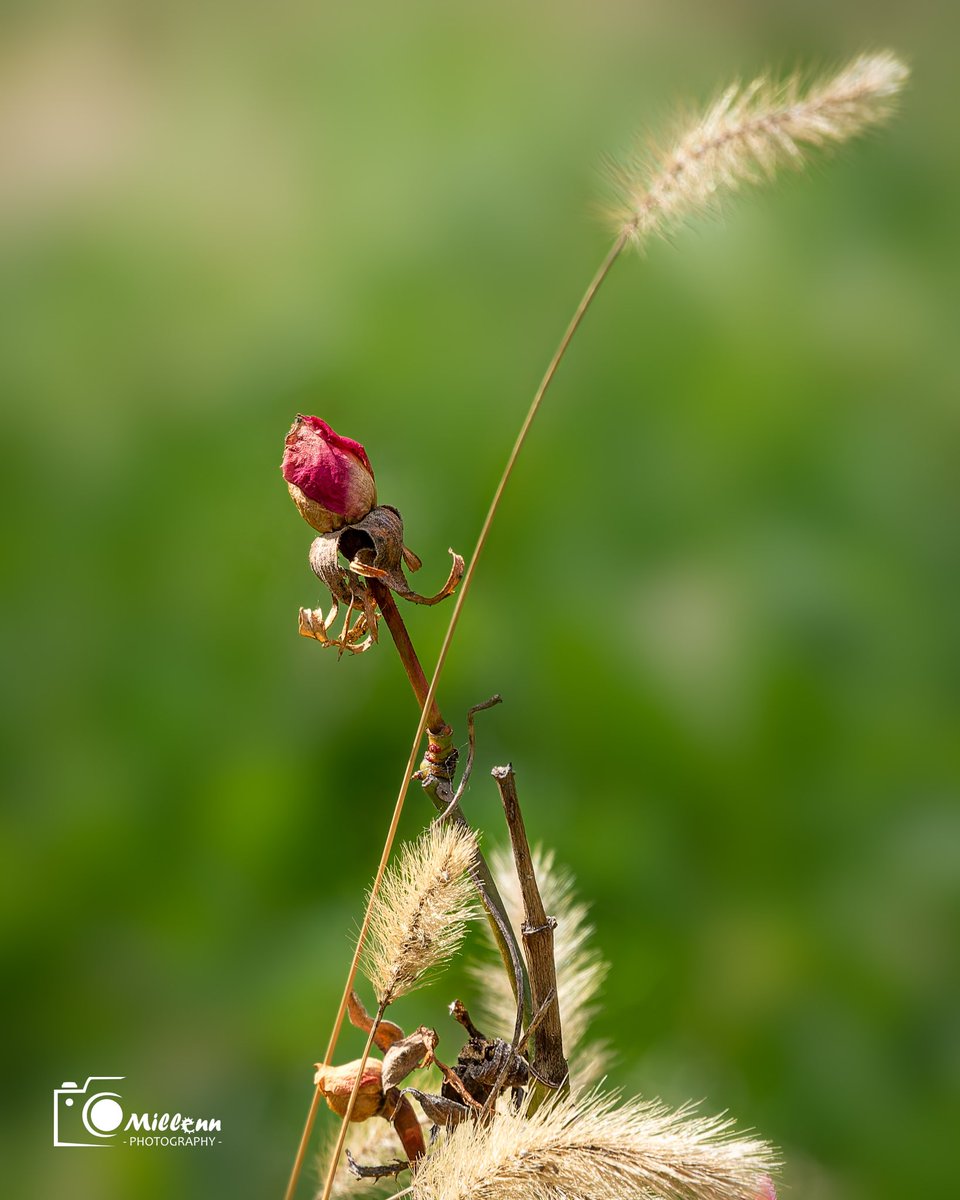 MilenRT's tweet photo. #FLOWER #rose #dryflower #millenn #Macro #Nikon #nikonphotography #nikon28300 https://t.co/tqm8HNMA7E