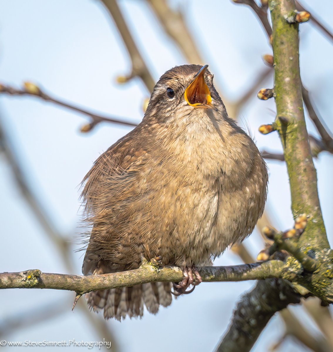I may be small said the Wren but I'm waiting for you Nightingale !! .. @BirdGuides @RSPBbirders