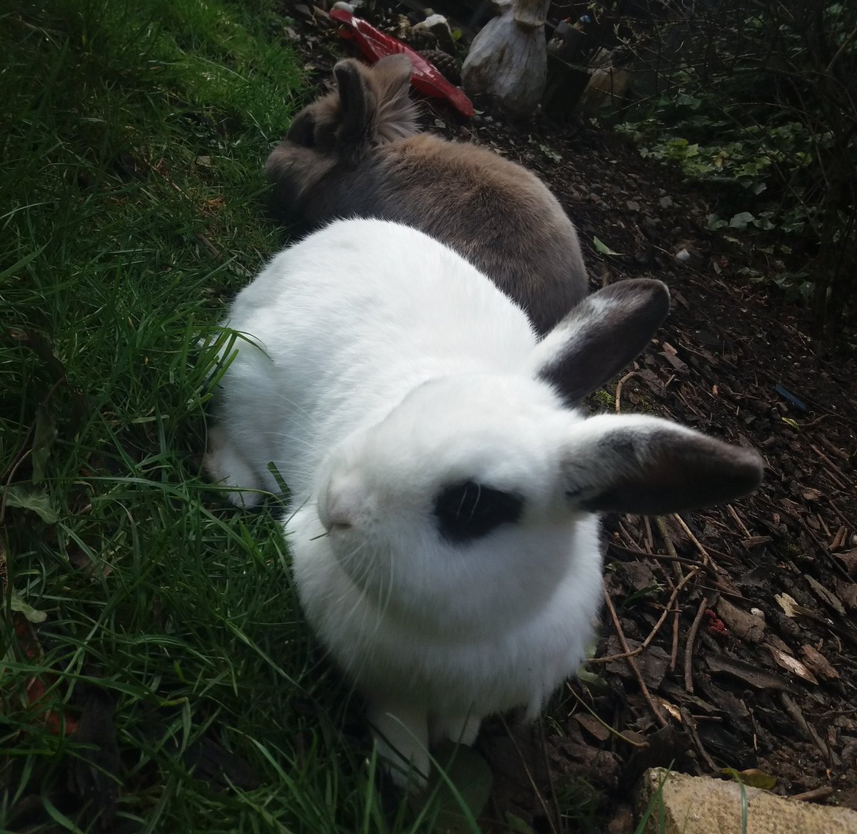 MyNameIsntMax1's tweet photo. @JamesMarriottYT Smokey (alive)  and Snowy (💀) https://t.co/ZJoVH49bXb
