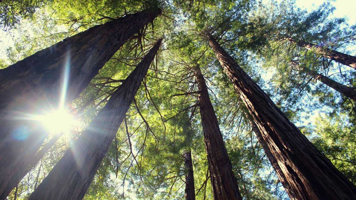 For loved ones who were most at home in the outdoors, a tree, bench or donation might be the best way to remember them.
#trees #outdoors #memorials 
solacecares.com/blog/trees-not…
