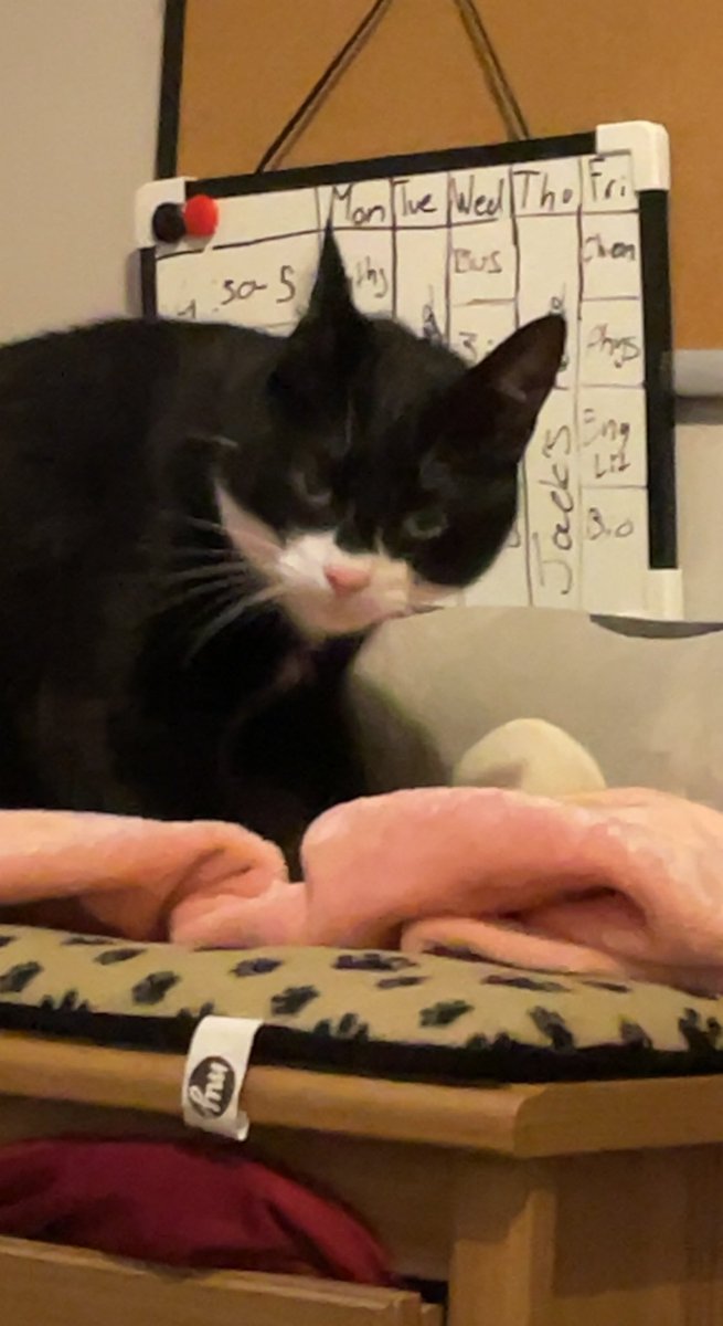 BumbleBOfficial's tweet photo. @JamesMarriottYT This is Dobby. He is a god damn menace. Rename him something that fits more I dare you. https://t.co/LVX7juh3H1