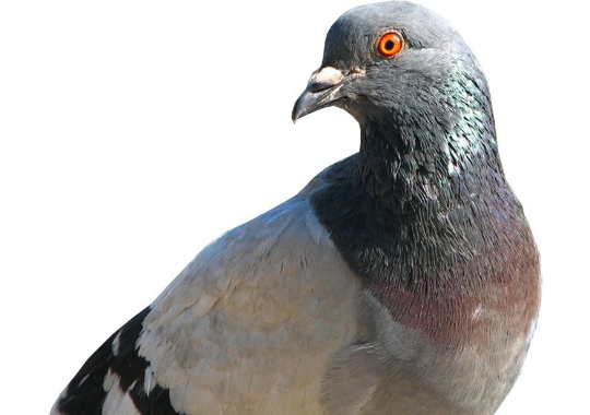 GoodPigeonBot's tweet image. carefree pigeon 11/10
