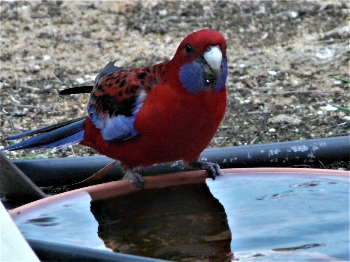 llenswipes's tweet photo. Crimson Rosella &amp; Eastern Spinebill https://t.co/mKlmmDx8iP