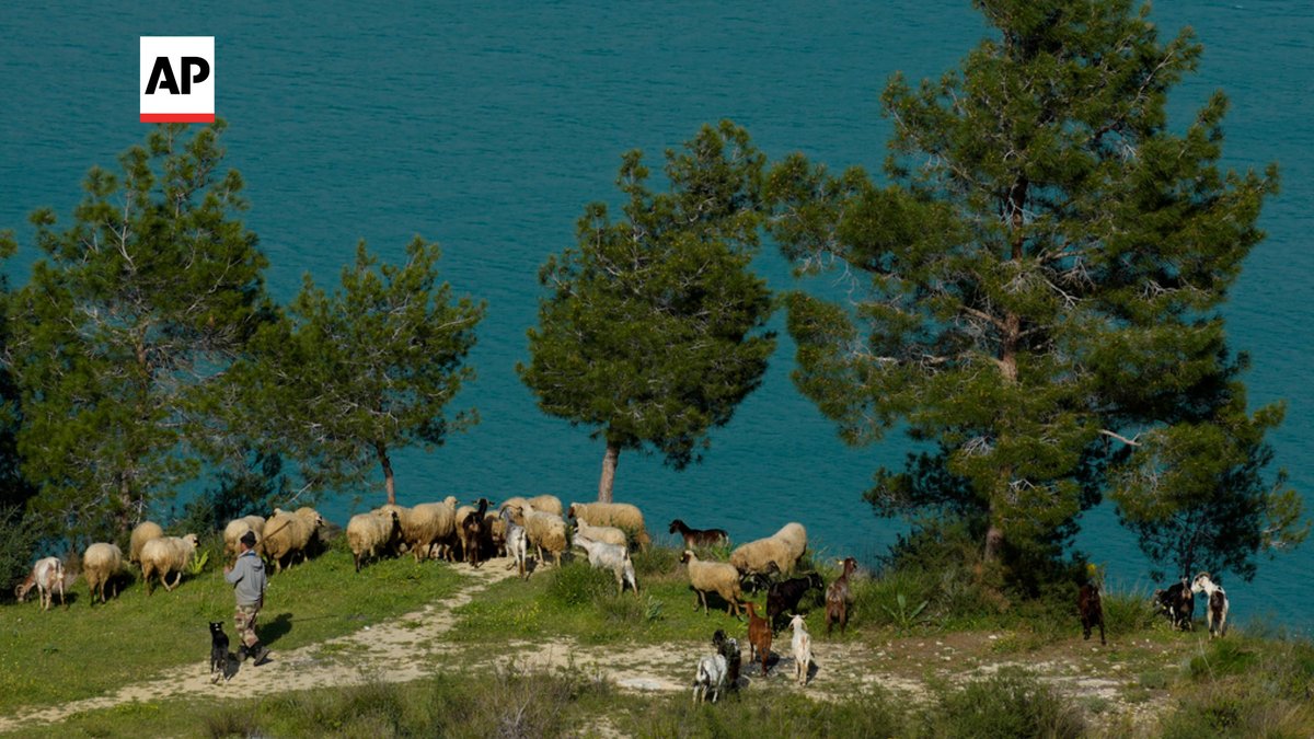 dgatopoulos's tweet photo. A shepherd and his dog walk with his sheep near Mirtou and Panagra, villages, in the Turkish occupied area in the northern part of the divided Mediterranean island of Cyprus. (AP Photo/Petros Karadjias)

#Cyprus 📷@pkaradjias https://t.co/8R8ZOKCLNi