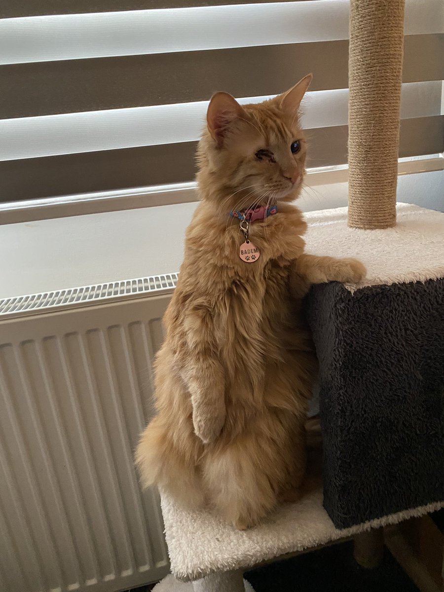 Bir takım dedikodular dinliyorum