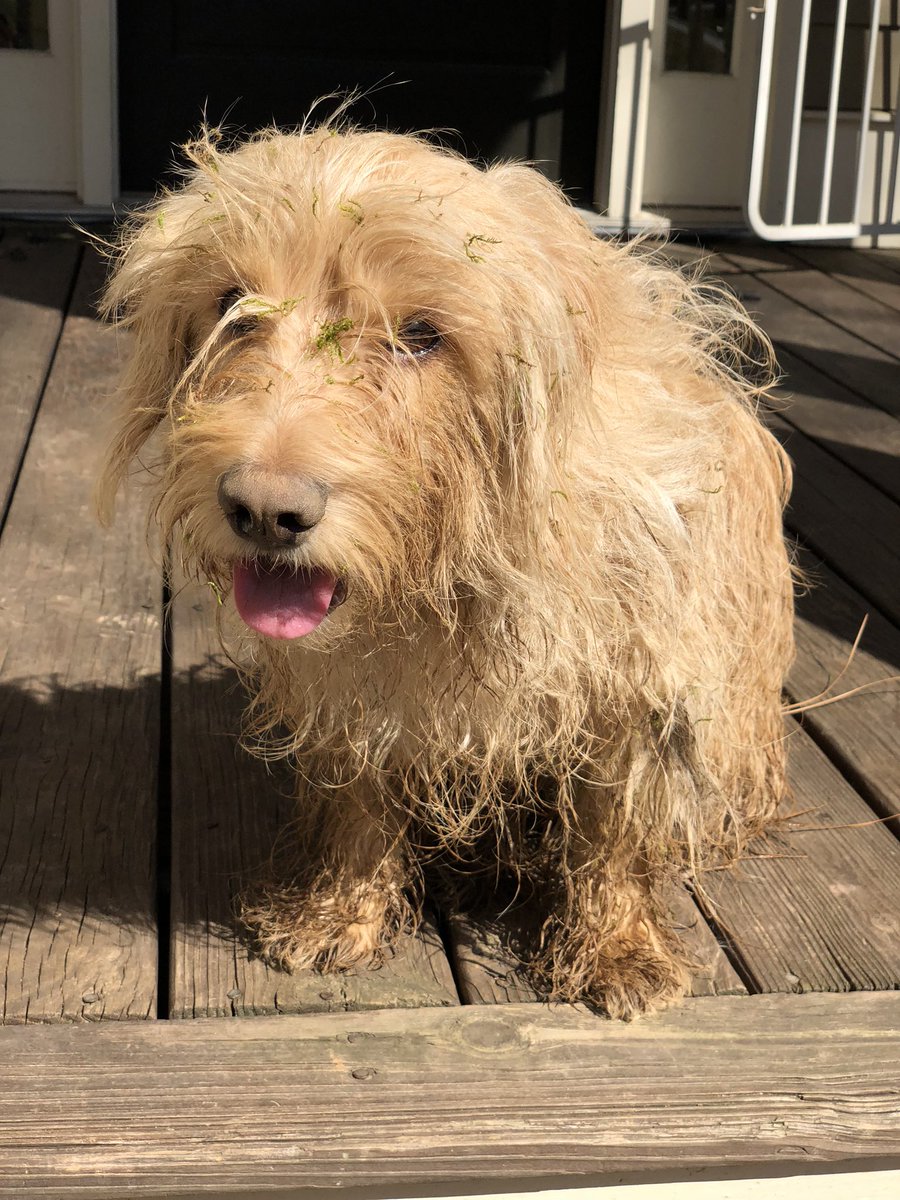 drewconner's tweet photo. Today, our good boy lost his fight with cancer. He was Aemon Conner, first of his name. He was the most loyal companion we’ve ever had. And now his watch is ended. https://t.co/Lqh6GHLYcH