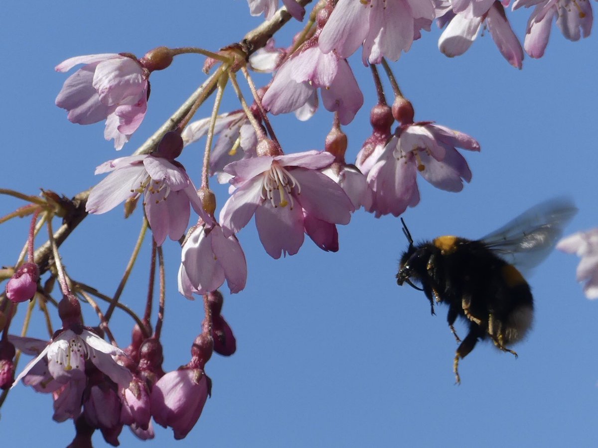 vrouwmol's tweet photo. Lente geluk #tuinleven https://t.co/rFil0BVzDx