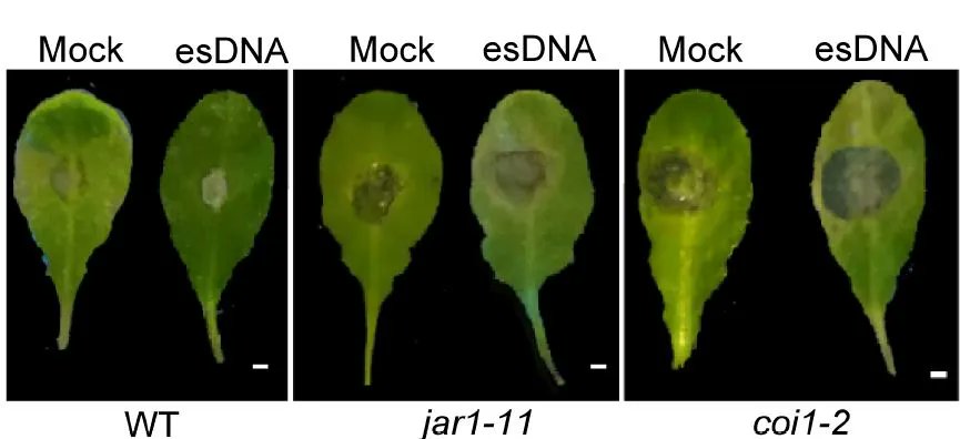 PlantPhys's tweet photo. Plant extracellular self-DNA inhibits growth and induces immunity via the jasmonate signaling pathway (Xingang Zhou, Huan Gao, Xianhong Zhang, Muhammad Khashi u Rahman, Stefano Mazzoleni, Minmin Du, Fengzhi Wu) https://t.co/43go3tocR7 @ASPB #PlantSci https://t.co/UnJKfd2Dn6