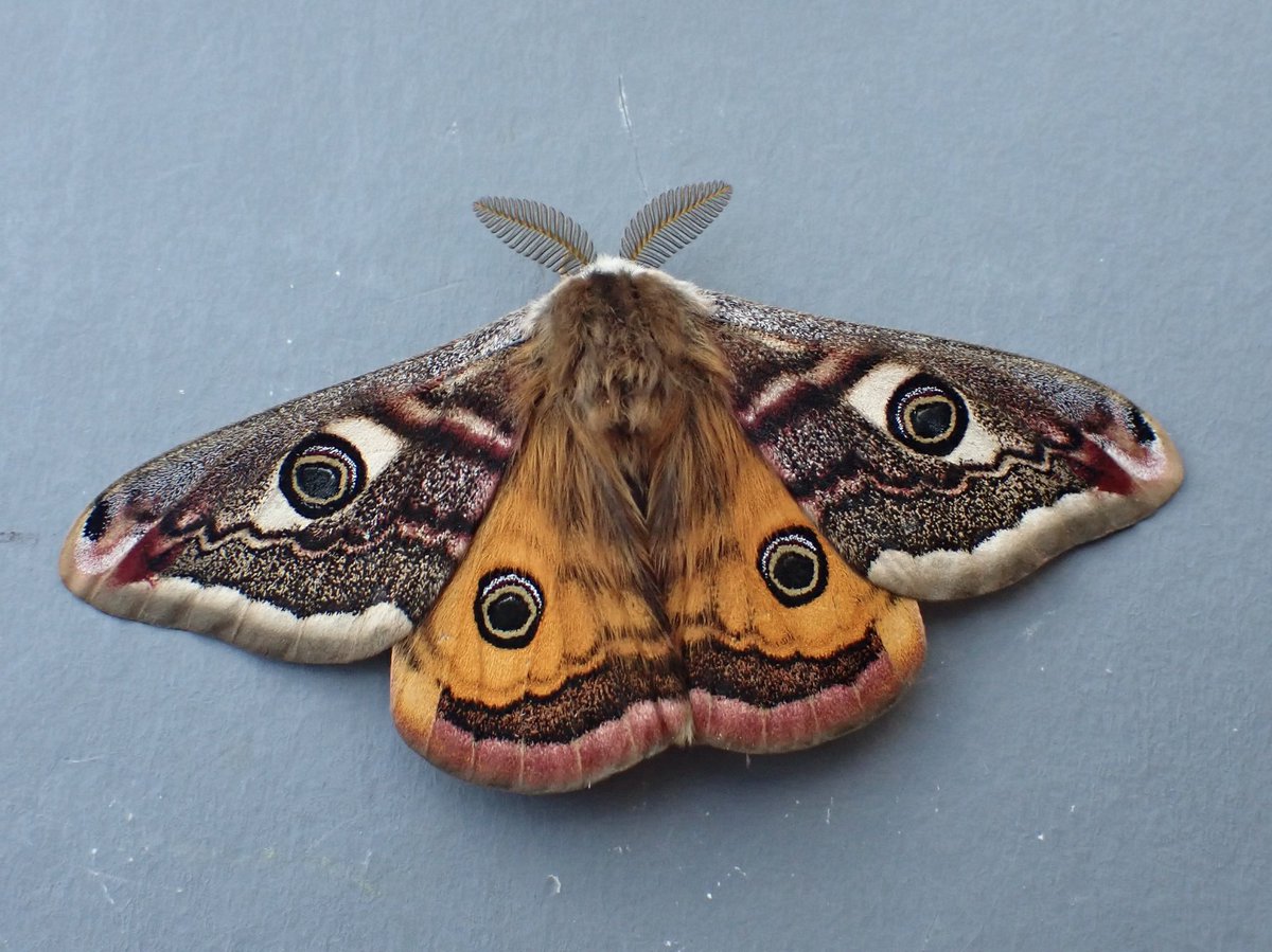 Moth du jour: Emperor Moth. No matter how many times you see one, you still go “Wow!” #GlosMoths