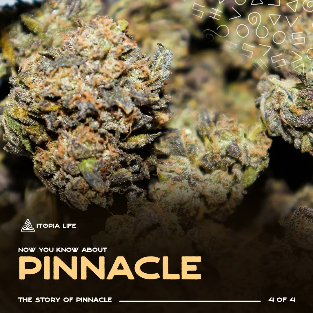 itopialife's tweet photo. Bless up Itopians! 

You guessed it! The name Pinnacle comes from 🥁🥁... the first self-sufficient Rastafarian 🇬🇭 community established in the 1940's, located at Pinnacle in the hills of St. Catherine Jamaica 🇯🇲. 

#itopialife #pinnacle #leonardhowell #rastafari #itopia https://t.co/UqZscq3kaB