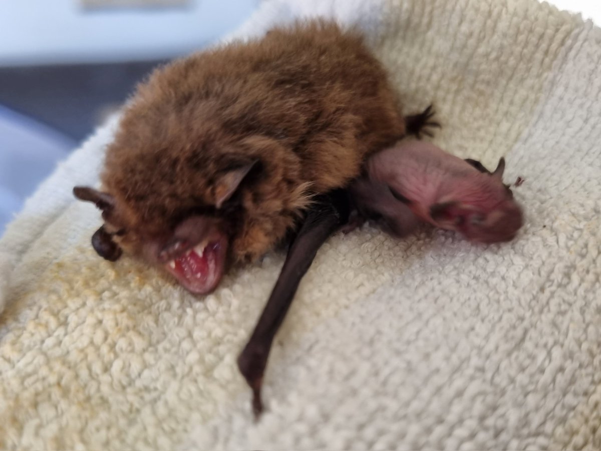So... overwintering Pipistrelle is a mother 🥹 #BatCare