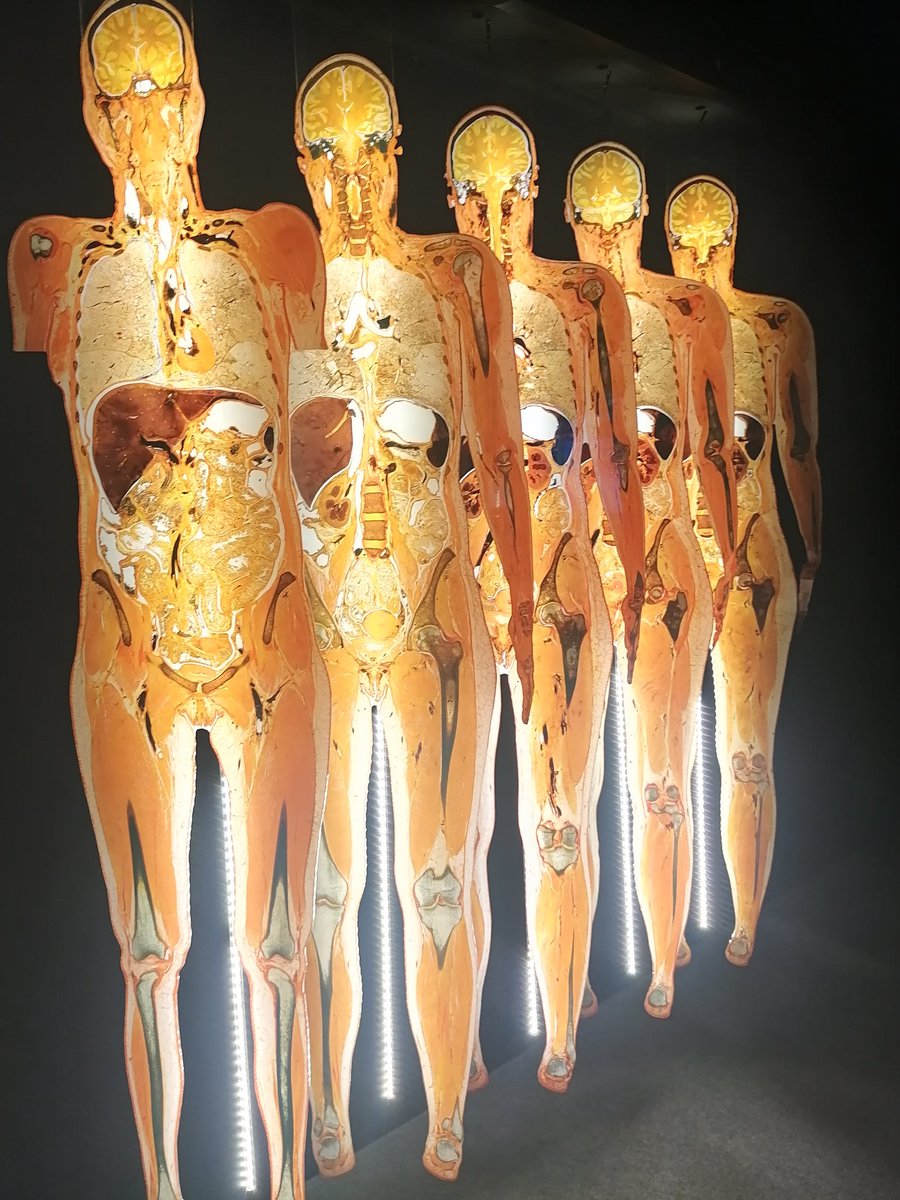 Gocha_Gosha's tweet photo. Bogate wnętrze 😉
#bodyworld https://t.co/Mmbe7UBz0B