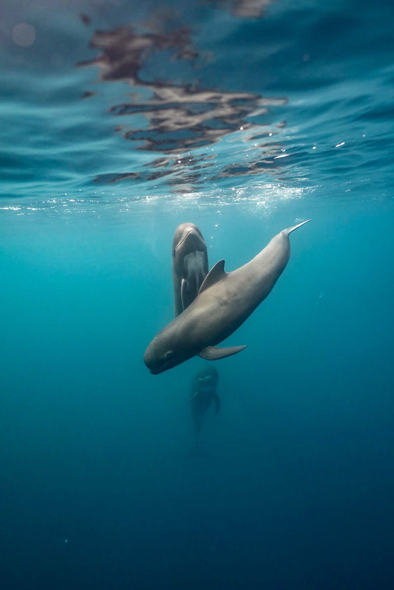 Sea Shepherd France tweet media