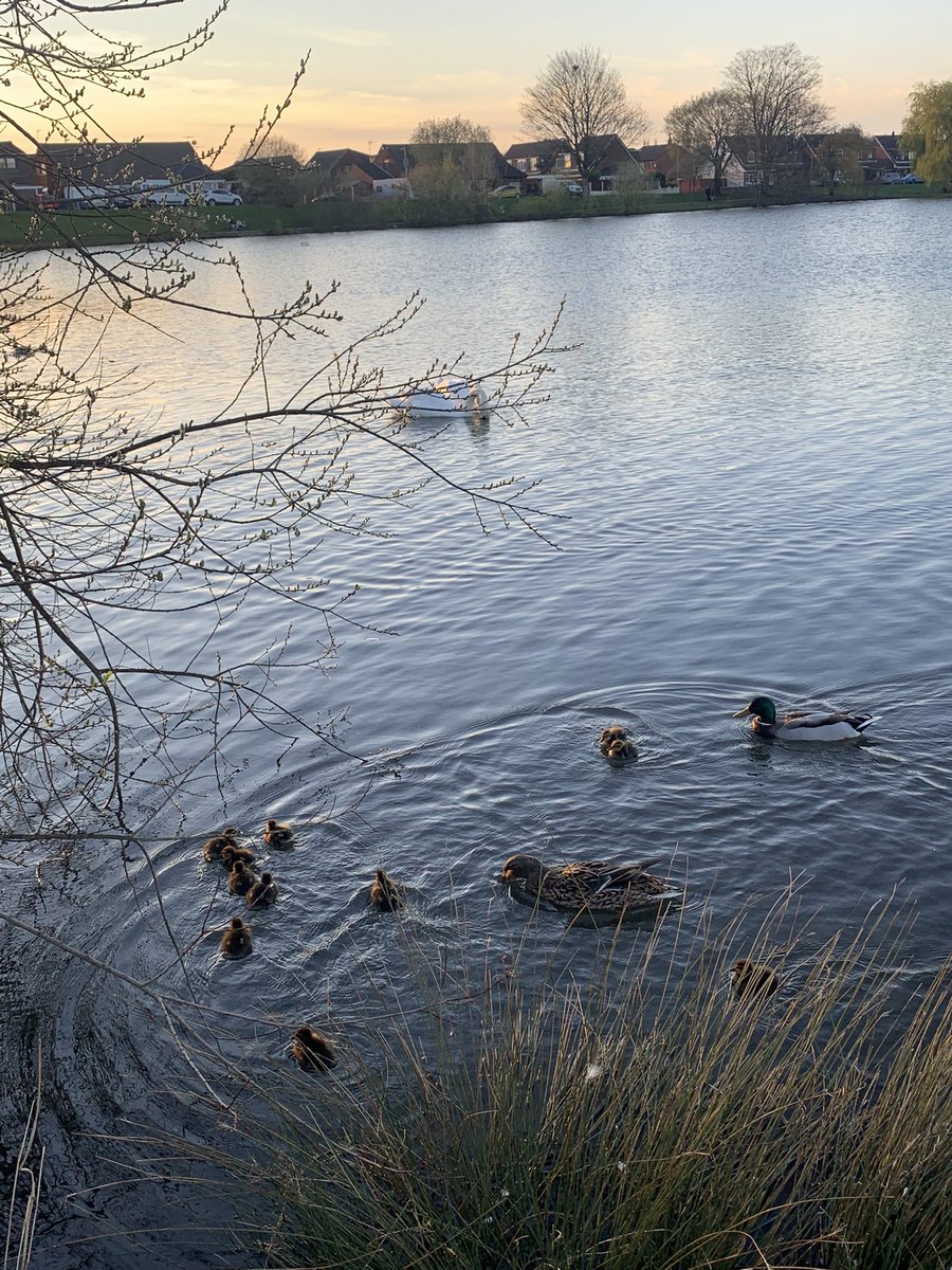 recoverette's tweet photo. 1st ducklings on the pond .. springtime is beautiful 🥰🐥🌸🌱#BringOnSummertime https://t.co/IohnbITpz0