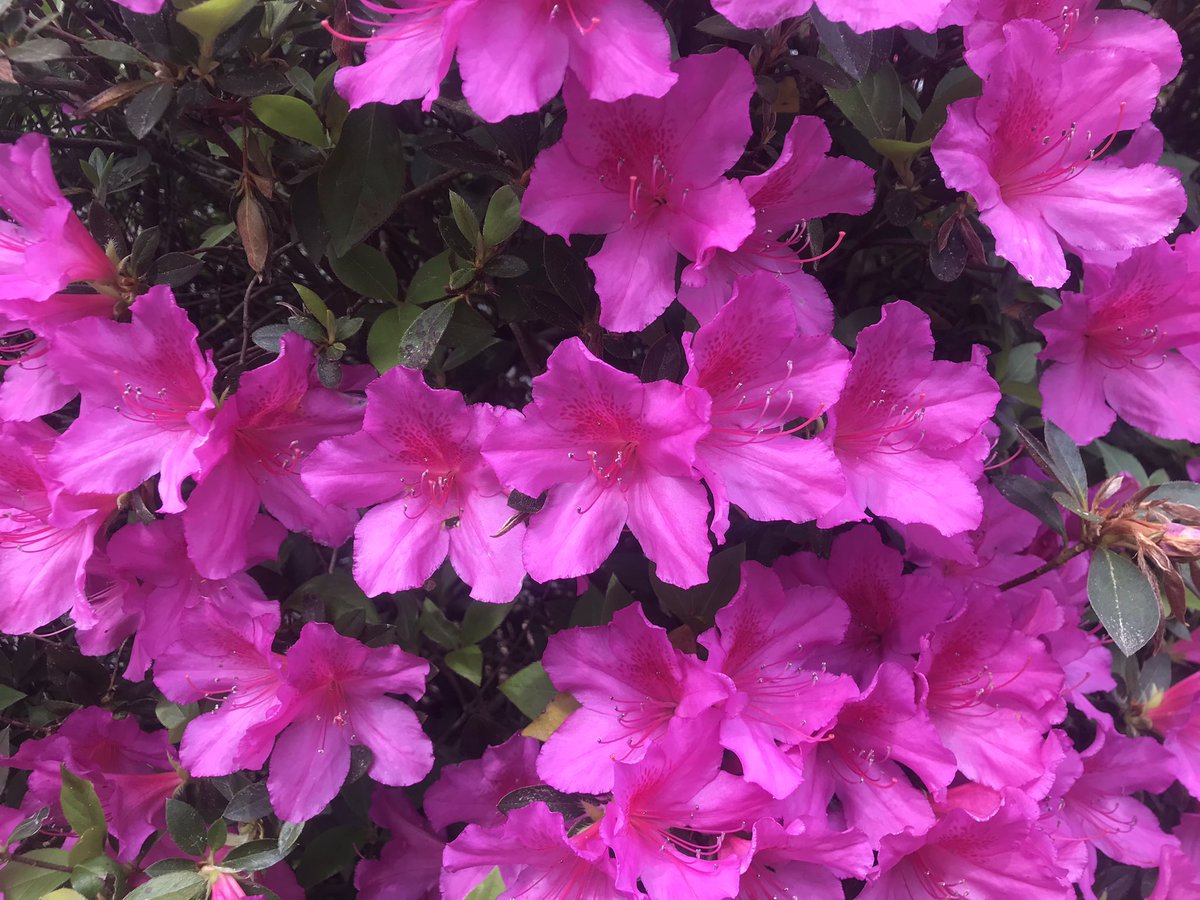 The backyard’s abloom