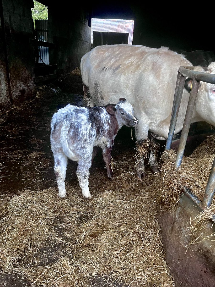 Colin McGrath tweet media