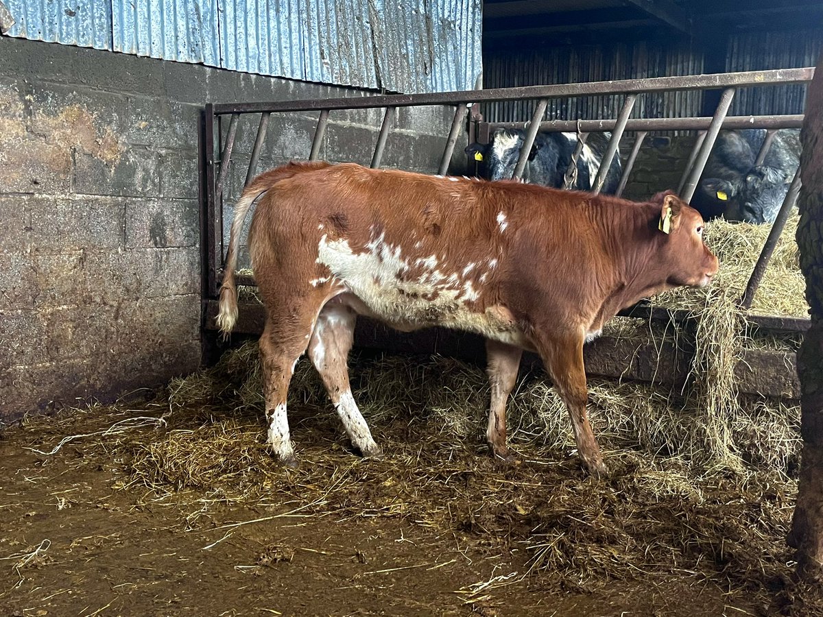 Colin McGrath tweet media