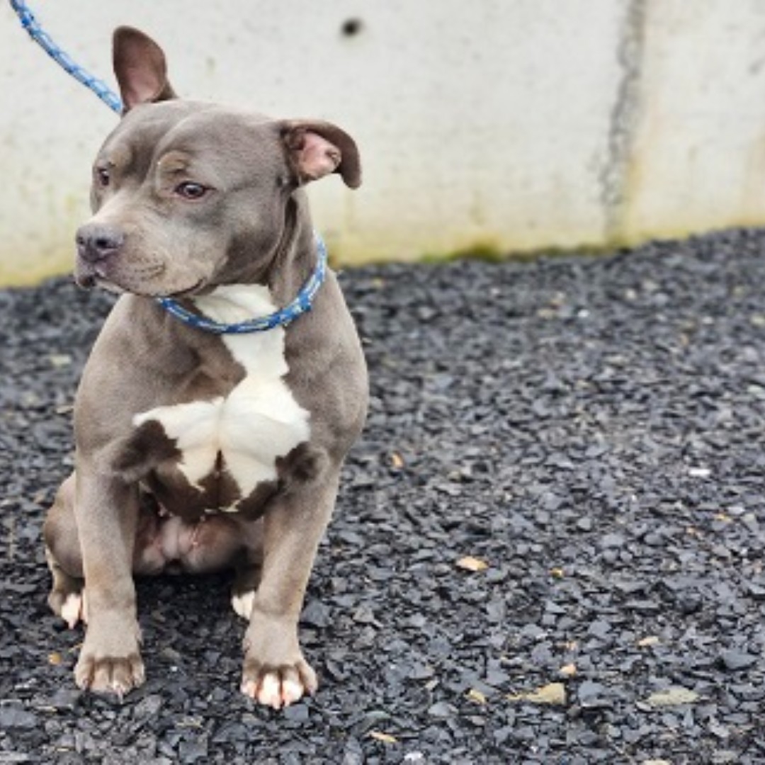 nspca_longford's tweet photo. Meet the legend that is Zelda! 🐶

Zelda is a fabulous girl who is very high energy and would ideally go to an active family who can keep her busy! She would be better suited as an only dog in a household as she is very selective. 🐕

Learn more: https://t.co/4vnjl9EtBg https://t.co/vEF8CPXGNi