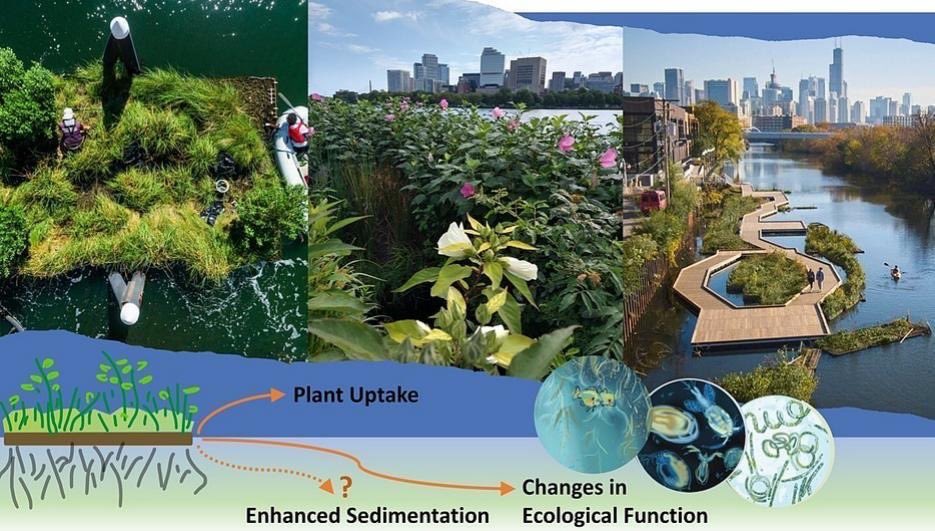 Our floating wetlands are making a difference in urban rivers, and we have the science to support it! WTTW talked with our Head of Research, Phil Nicodemus, about his work in a recently published research paper showing how: news.wttw.com/2023/03/31/are…