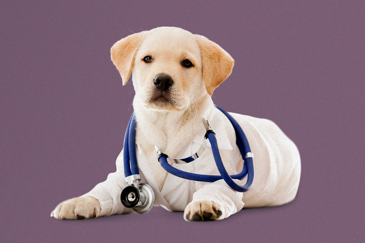 Harvard T.H. Chan School of Public Health tweet media