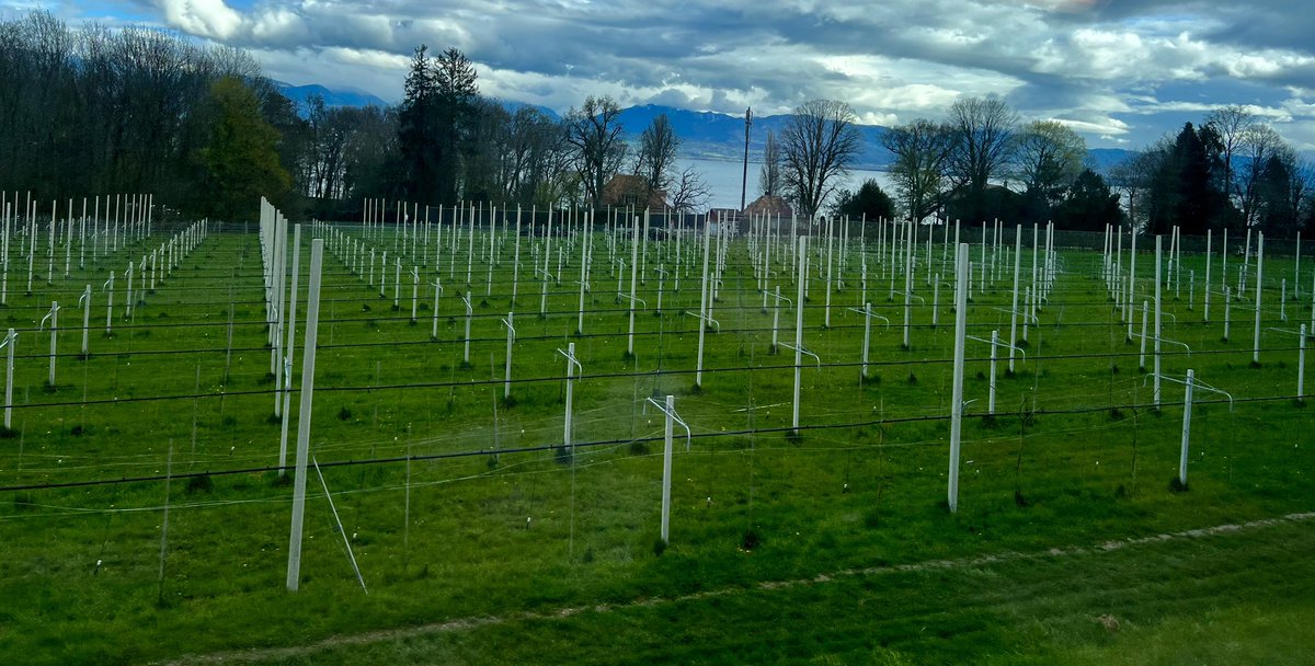 MarianneEjder's tweet image. #MySwitzerland #SeasonOfSpring 🇨🇭