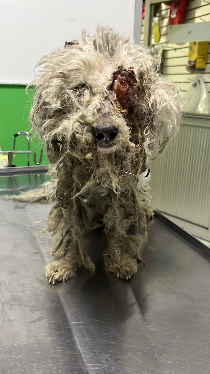 gllgina1's tweet photo. Tomasito antes y Tomasito el día de hoy.. 🙌🏻🐶🐾 si no puedes cuidar a tu mascota mejor NO TENGAS #NoAlMaltratoAnimal https://t.co/2UOGsADjSU