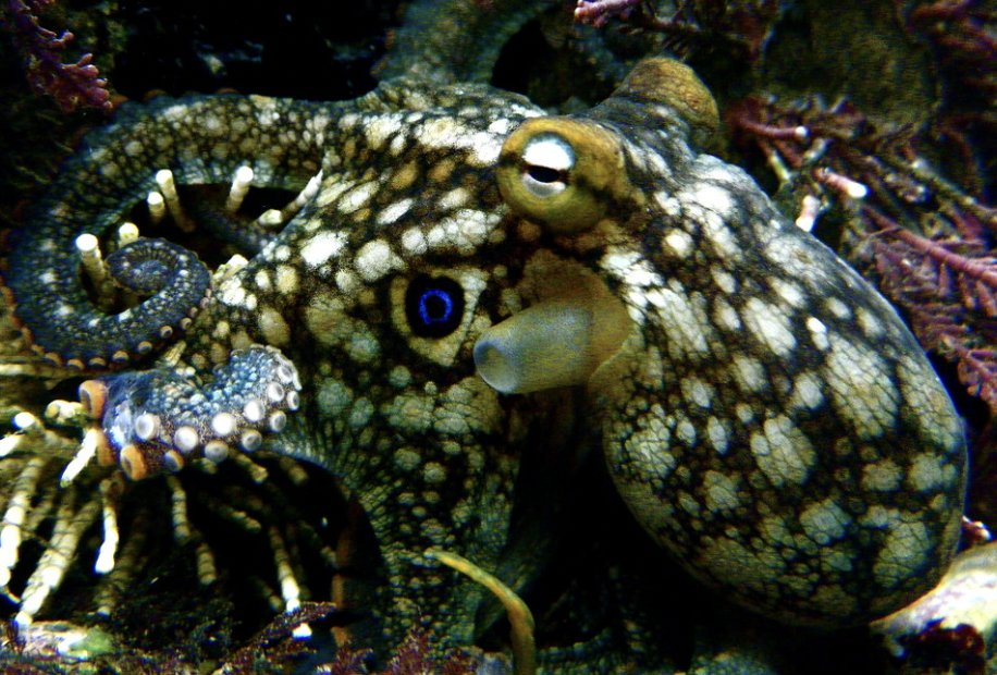 Chase Martin 🐙 tweet media