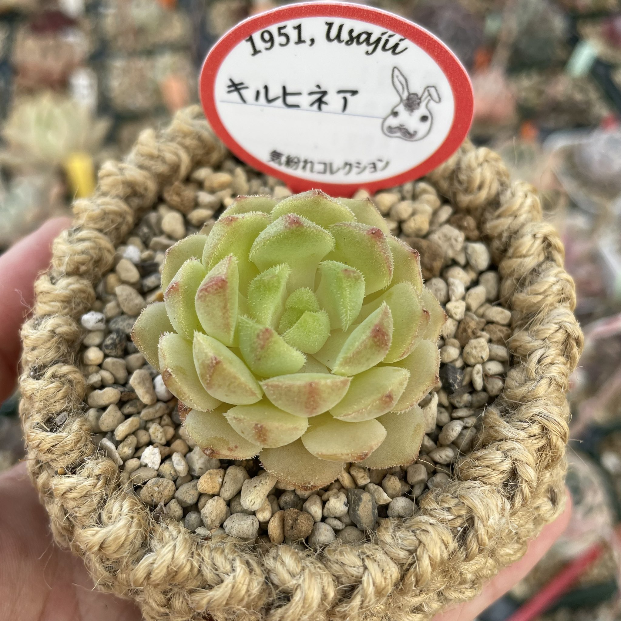 多肉植物 ドドリー（コブあり）☆苺桜-meo-さま専用☆ | www.tspea.org