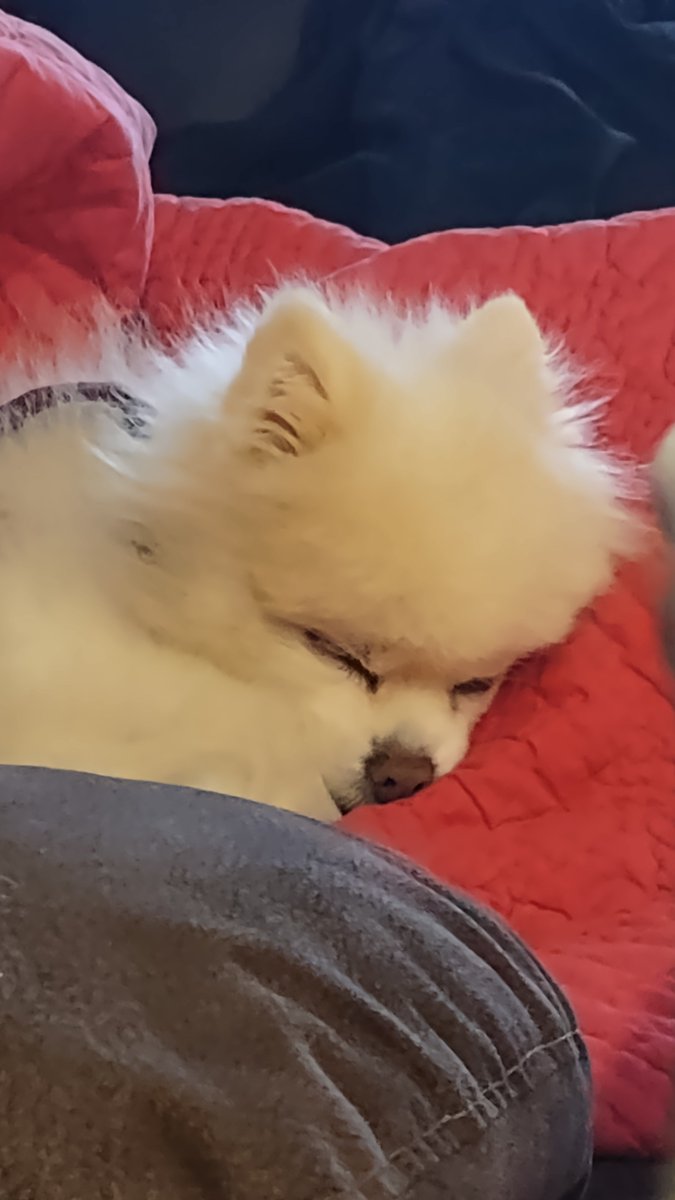 Anim8byAnne's tweet photo. In memoriam. Also bit of a life update. This was her favorite sleeping position, as well as all the nicknames we gave her. https://t.co/YUQhpJ8TQl